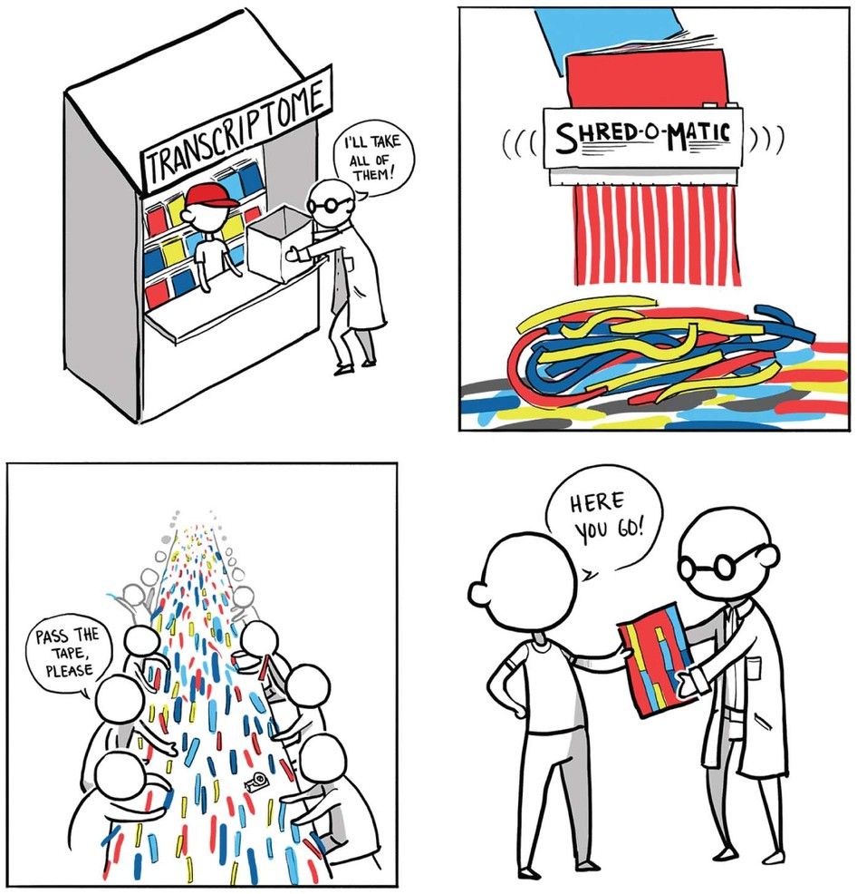 Cartoon showing a magazine stand labelled transcriptome, and a person saying "I'll take all of them". These are run through a shredder, before hundreds of people attempt to re-assemble, and the person hands the professor a poorly assembled magazine.