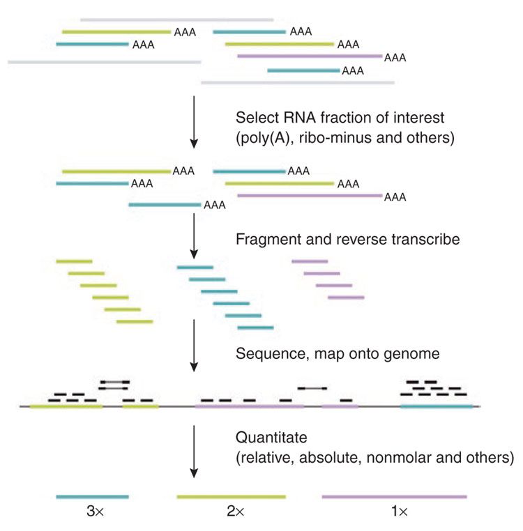 Select RNA fraction of interest (polyA, ribo-minus, and others), these are fragmented and reverse transcribed before sequencing and mapping onto the genome and quantification.
