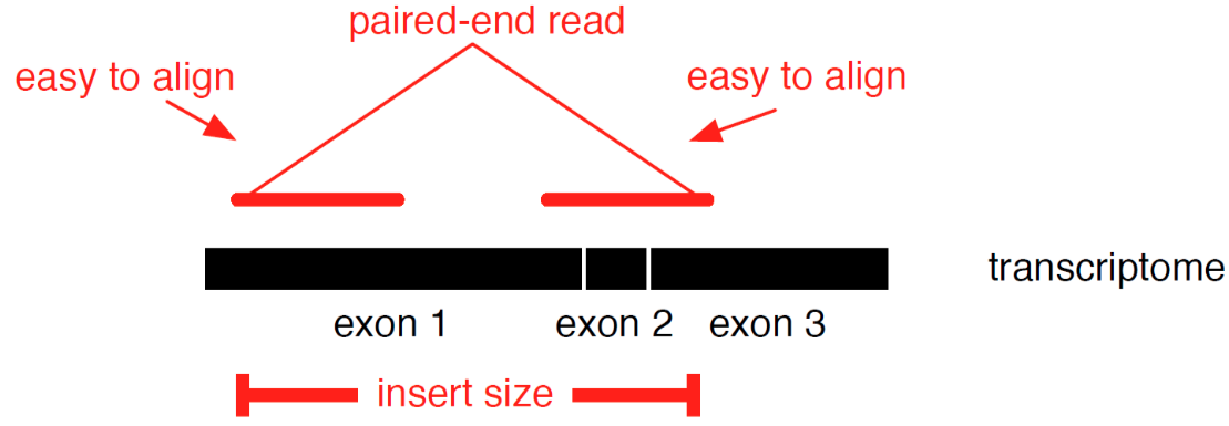 Cartoon of multiple exons collapsed, and paired end reads being shown as easy to align.