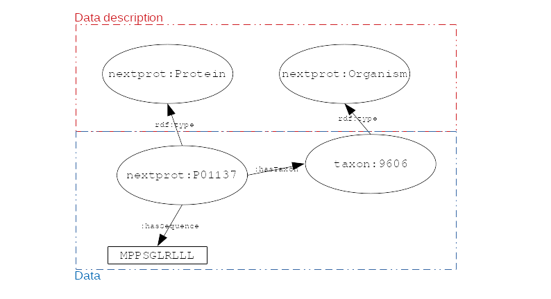A graphic with two regions, data description and data. In the data is a circle labelled nextprot:P01137 which points to a sequence via a hasSequence arrow. The nextprot points to a taxon:9606 with a hasTaxon arrow. The taxon points to a nextprot:Organism in the data description region. The nextprot protein points to nextprot:Protein in the data description region via an rdf:type arrow.