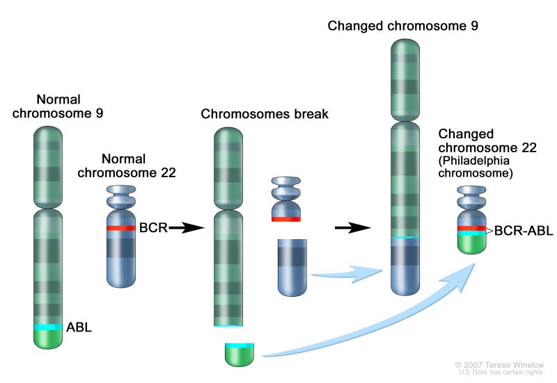 the Philedelphia chromosome. 