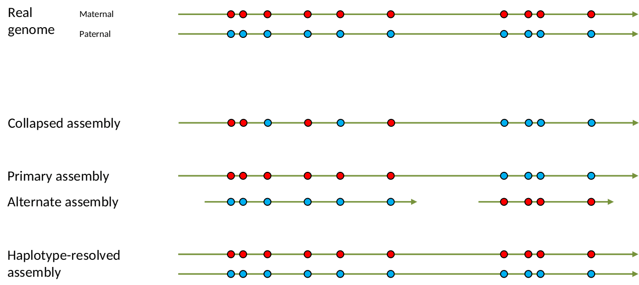 Concepts in phased assemblies